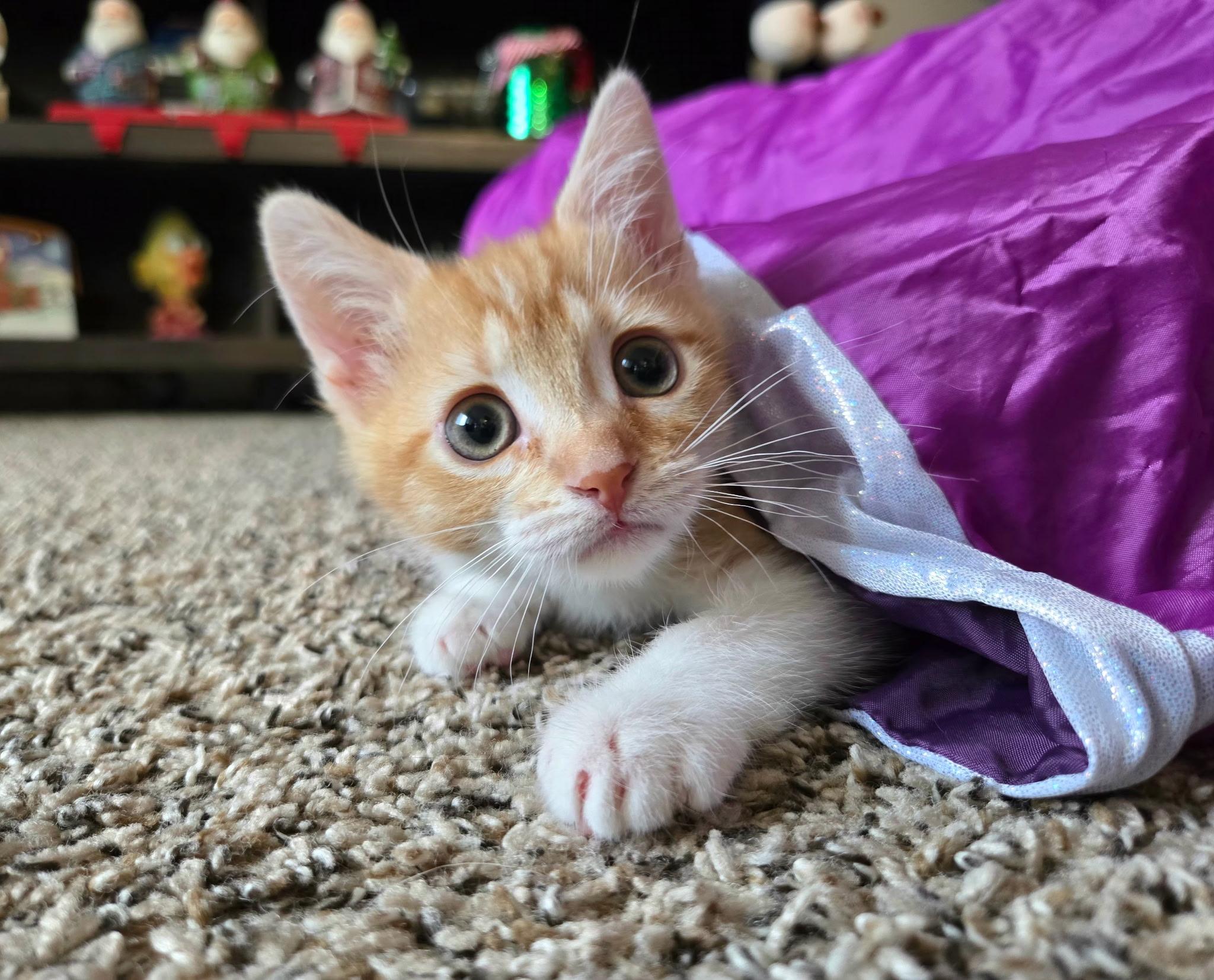 Enlarge Roo (siblings are Raya & Rowdy), an adopted Tabby in Brighton, MI image 4/6