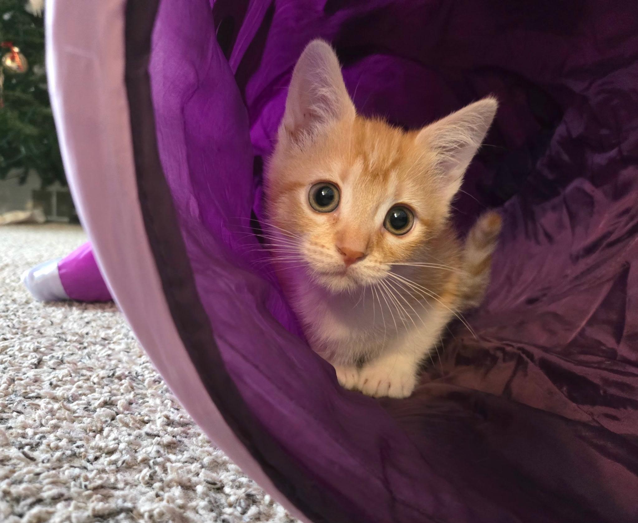 Enlarge Roo (siblings are Raya & Rowdy), an adopted Tabby in Brighton, MI image 5/6