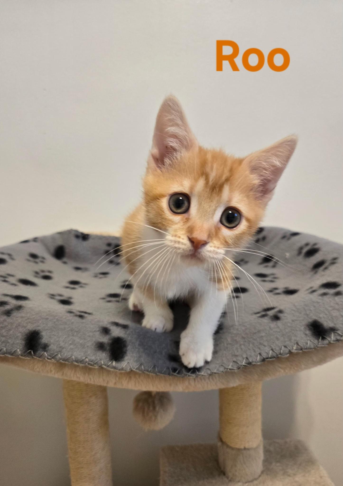 Enlarge Roo (siblings are Raya & Rowdy), an adopted Tabby in Brighton, MI image 6/6