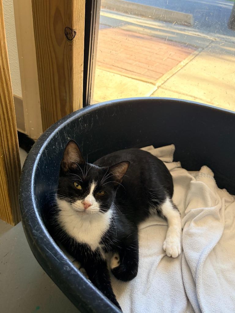 Ditzy, Adoptable, Kitten Female Domestic Short Hair.
