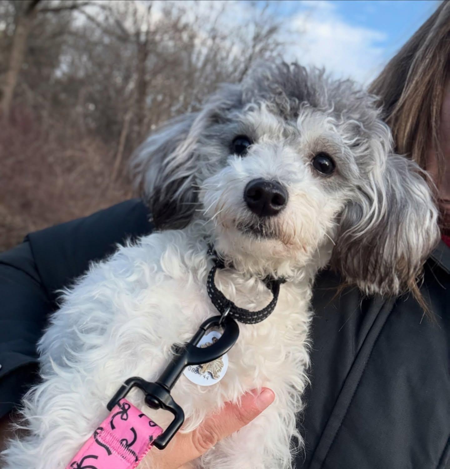 Sookie, adopted, Adult Female Poodle.