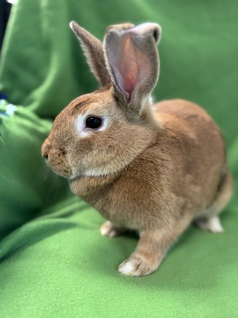 Honey, a ADOPTABLE mixed breed in Westerville, OH image 1/5
