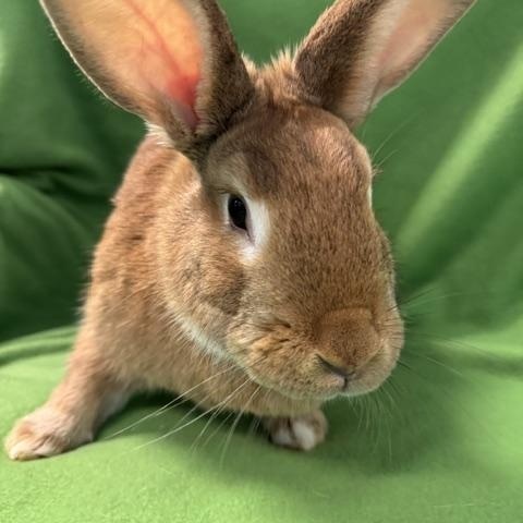 Honey, a ADOPTABLE mixed breed in Westerville, OH image 3/5