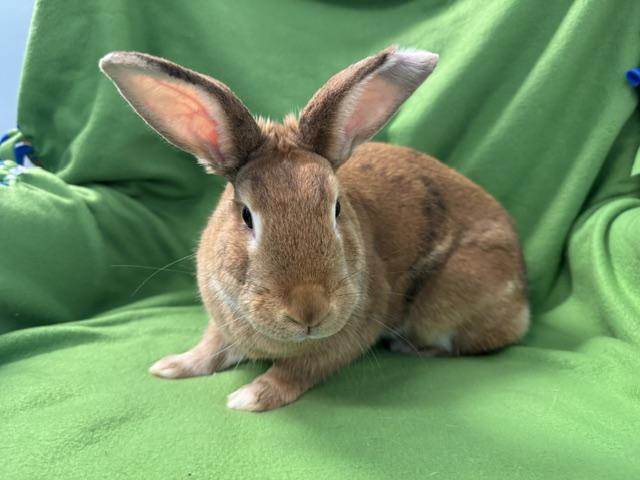 Honey, a ADOPTABLE mixed breed in Westerville, OH image 5/5