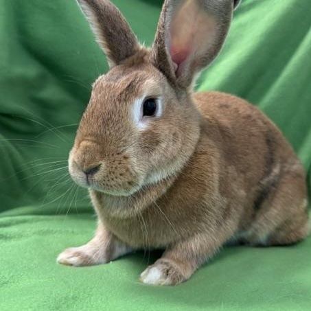 Honey, a ADOPTABLE mixed breed in Westerville, OH image 2/5