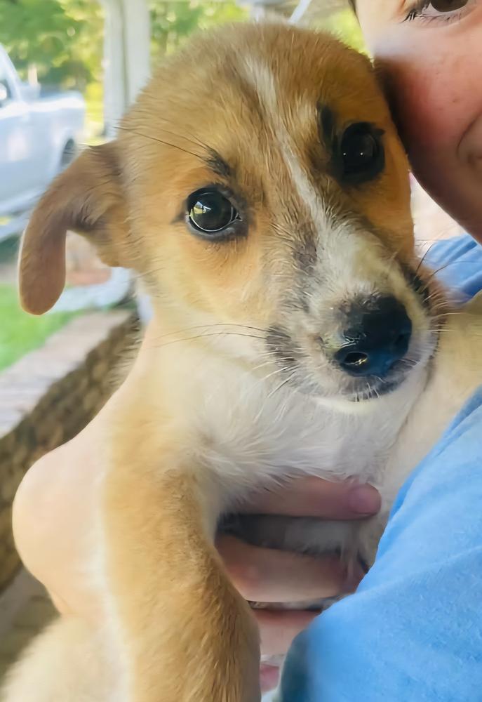 Enlarge Hunter, a Adoptable mixed breed in Nokomis, FL image 1/2