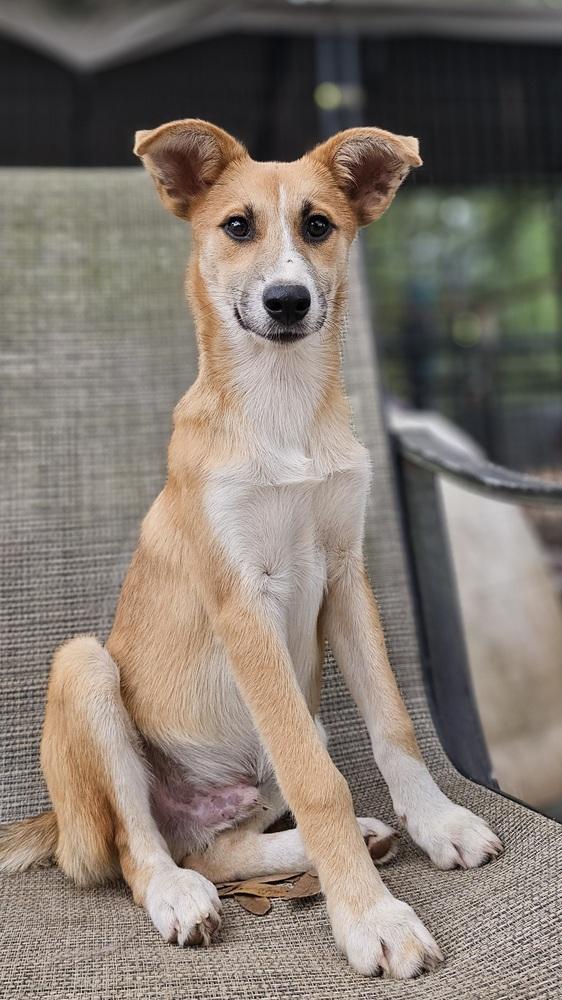 Enlarge Hunter, a Adoptable mixed breed in Nokomis, FL image 2/2