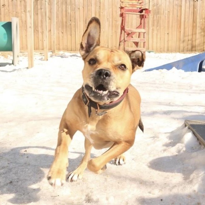Enlarge Jimmy, a Adoptable mixed breed in New York, NY image 5/6
