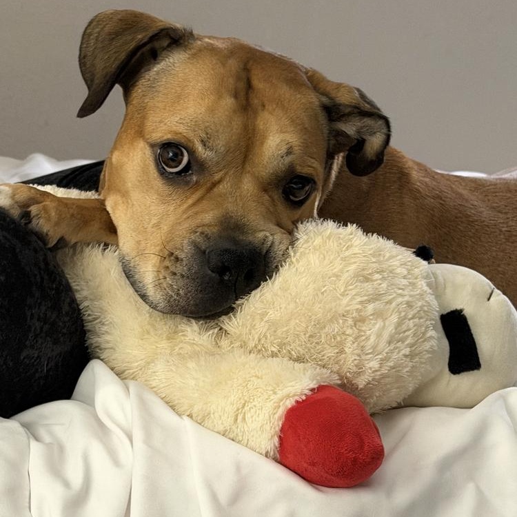 Enlarge Jimmy, a Adoptable mixed breed in New York, NY image 3/6