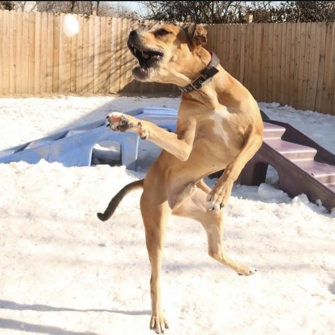 Enlarge Jimmy, a Adoptable mixed breed in New York, NY image 2/6