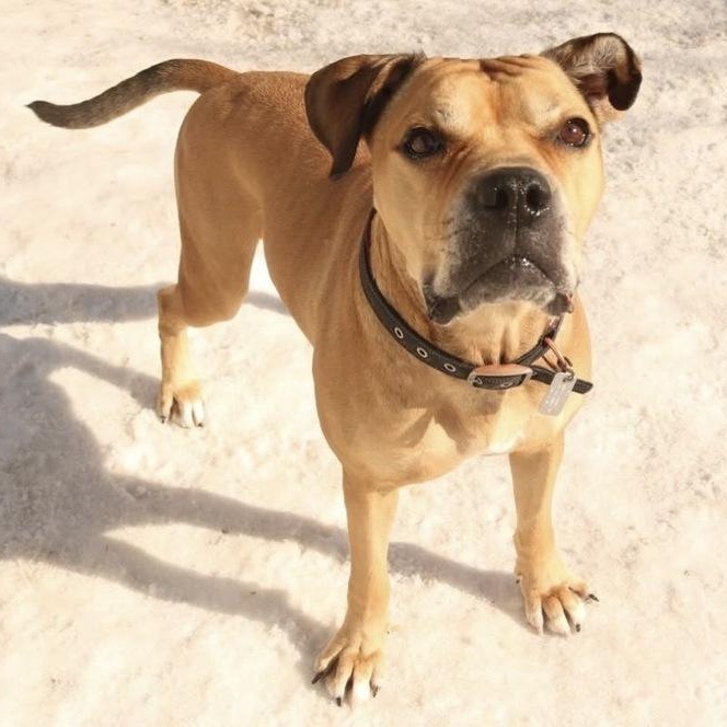 Enlarge Jimmy, a Adoptable mixed breed in New York, NY image 4/6