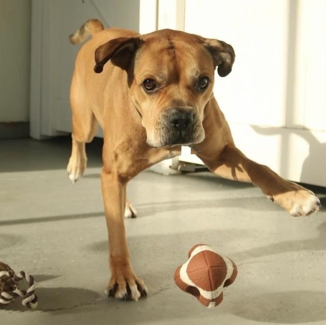 Enlarge Jimmy, a Adoptable mixed breed in New York, NY image 1/6