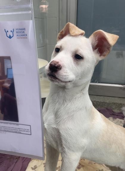 Hershey, Adoptable, Puppy Female Labrador Retriever & Husky.