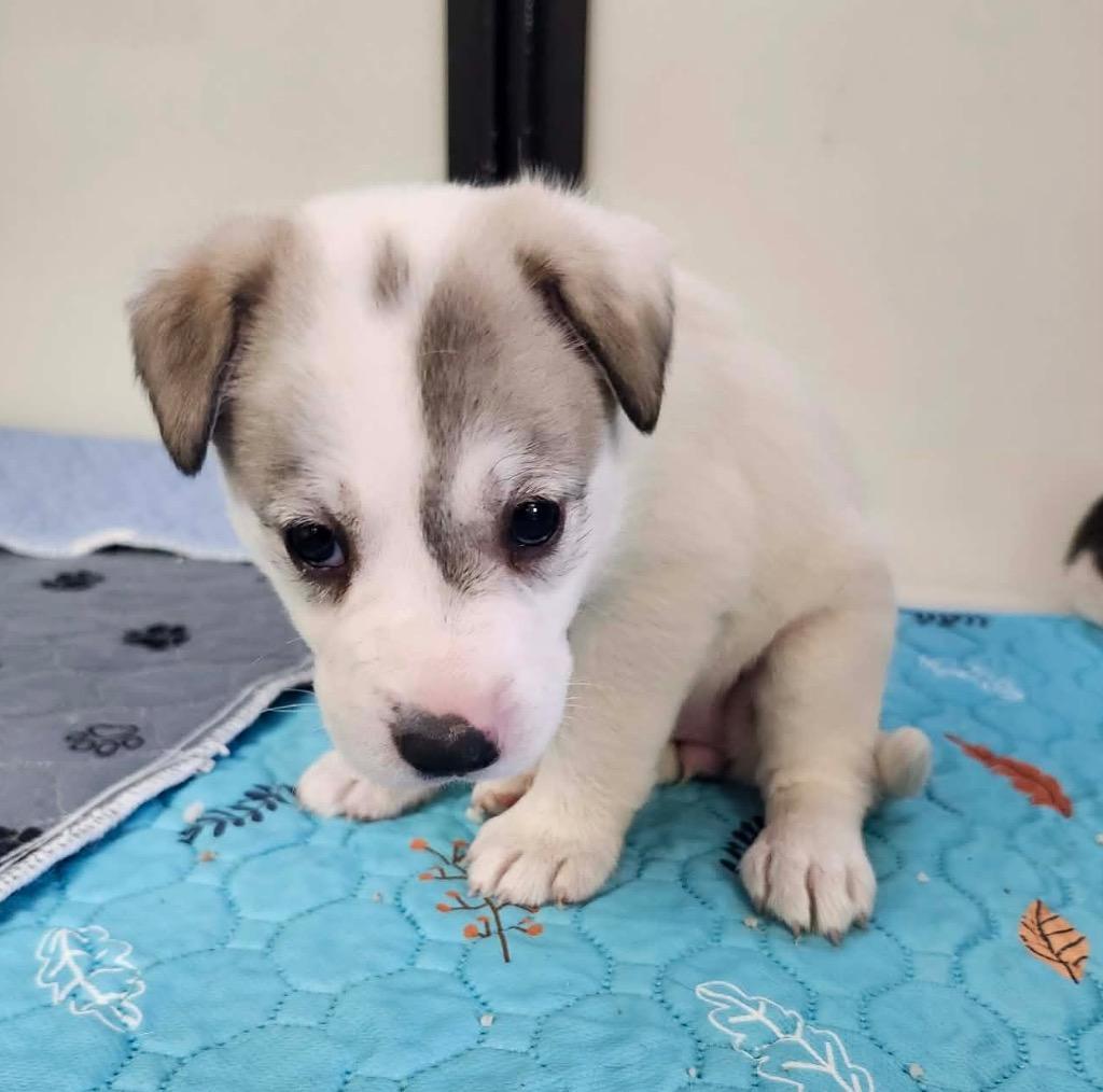 Enlarge Mia, a Adoptable mixed breed in Tucumcari, NM image 1/1