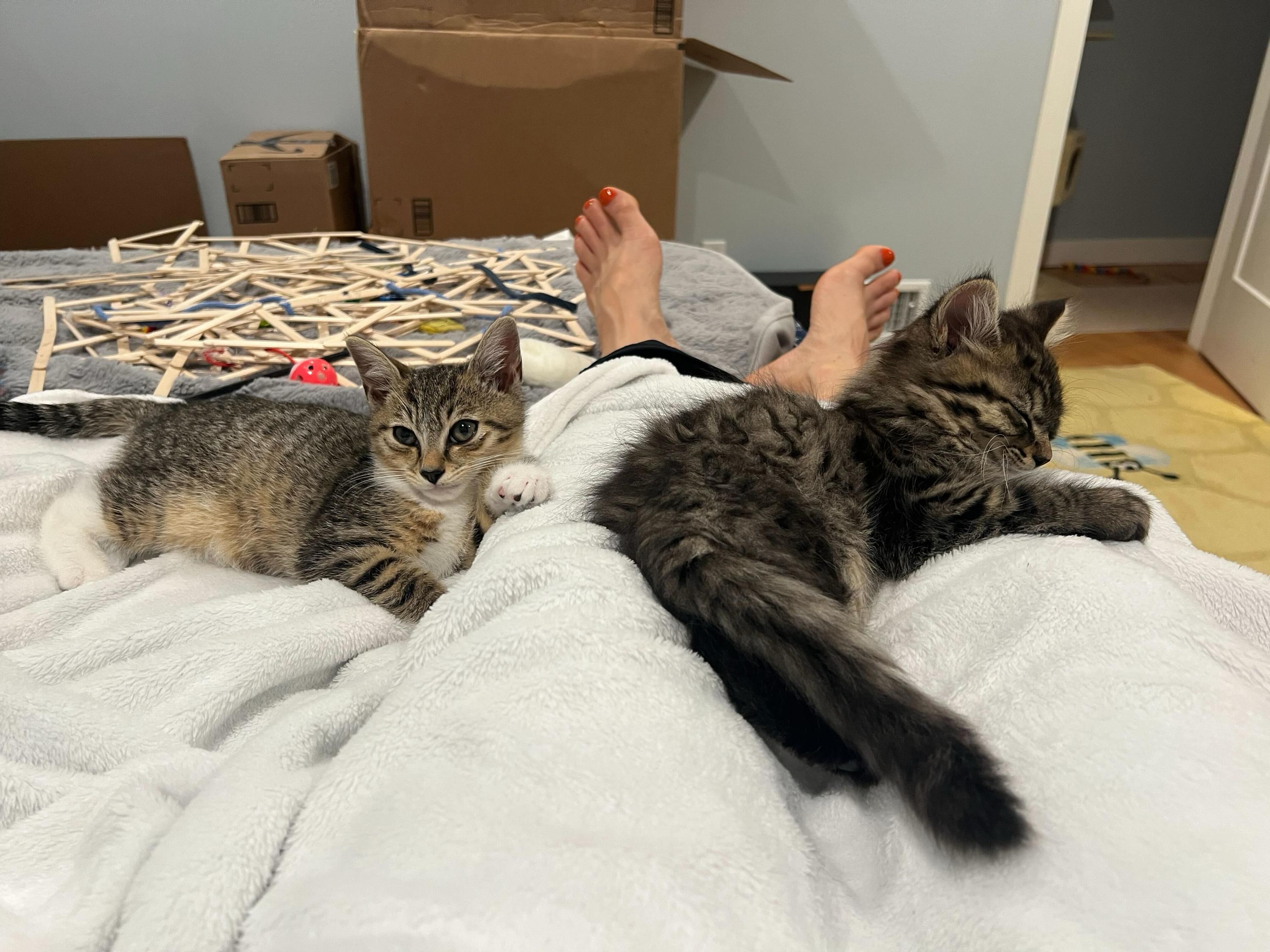 Skitty and Litten photo 5