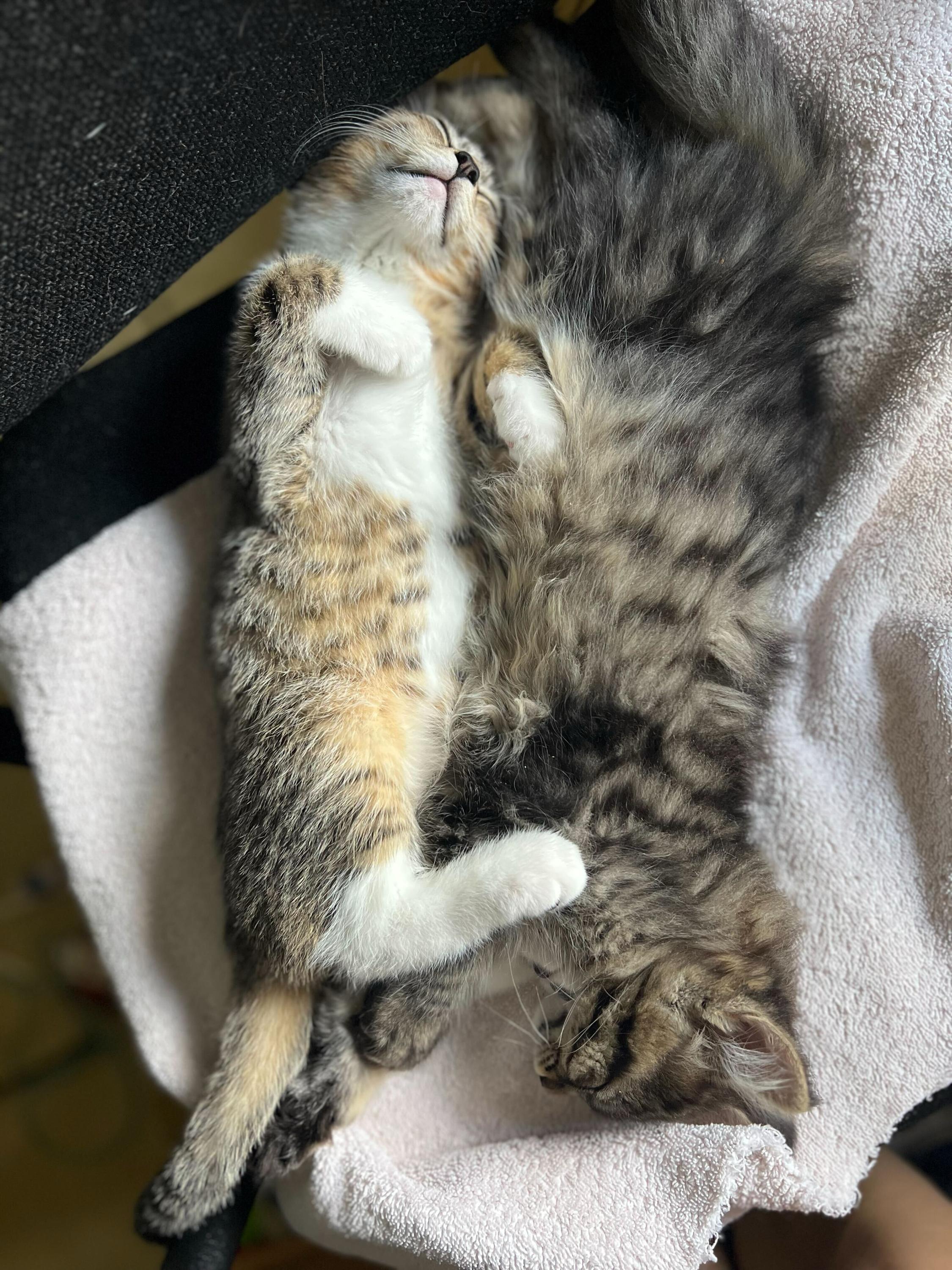 Skitty and Litten photo 4