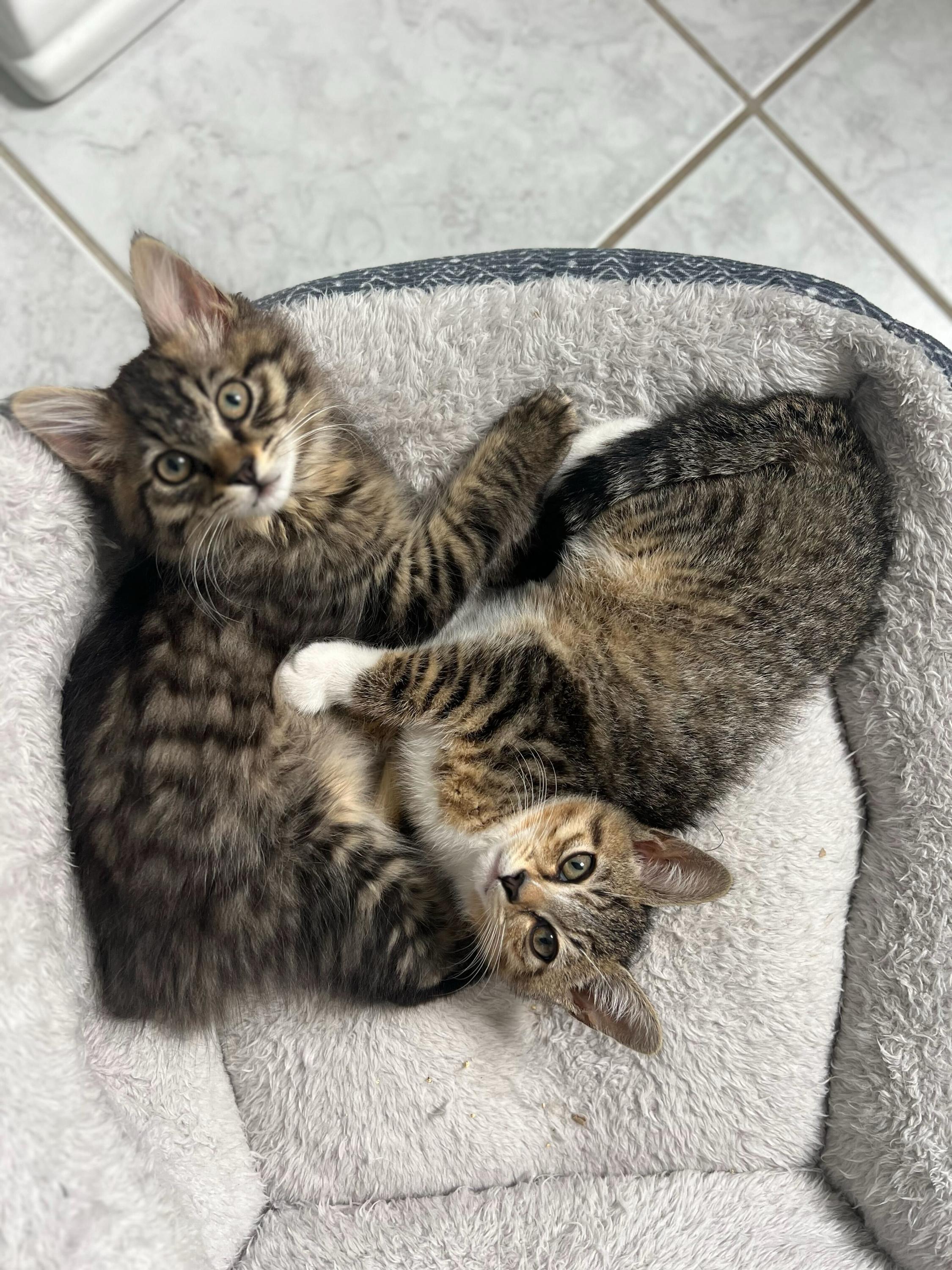 Skitty and Litten, Baby Male Domestic Short Hair