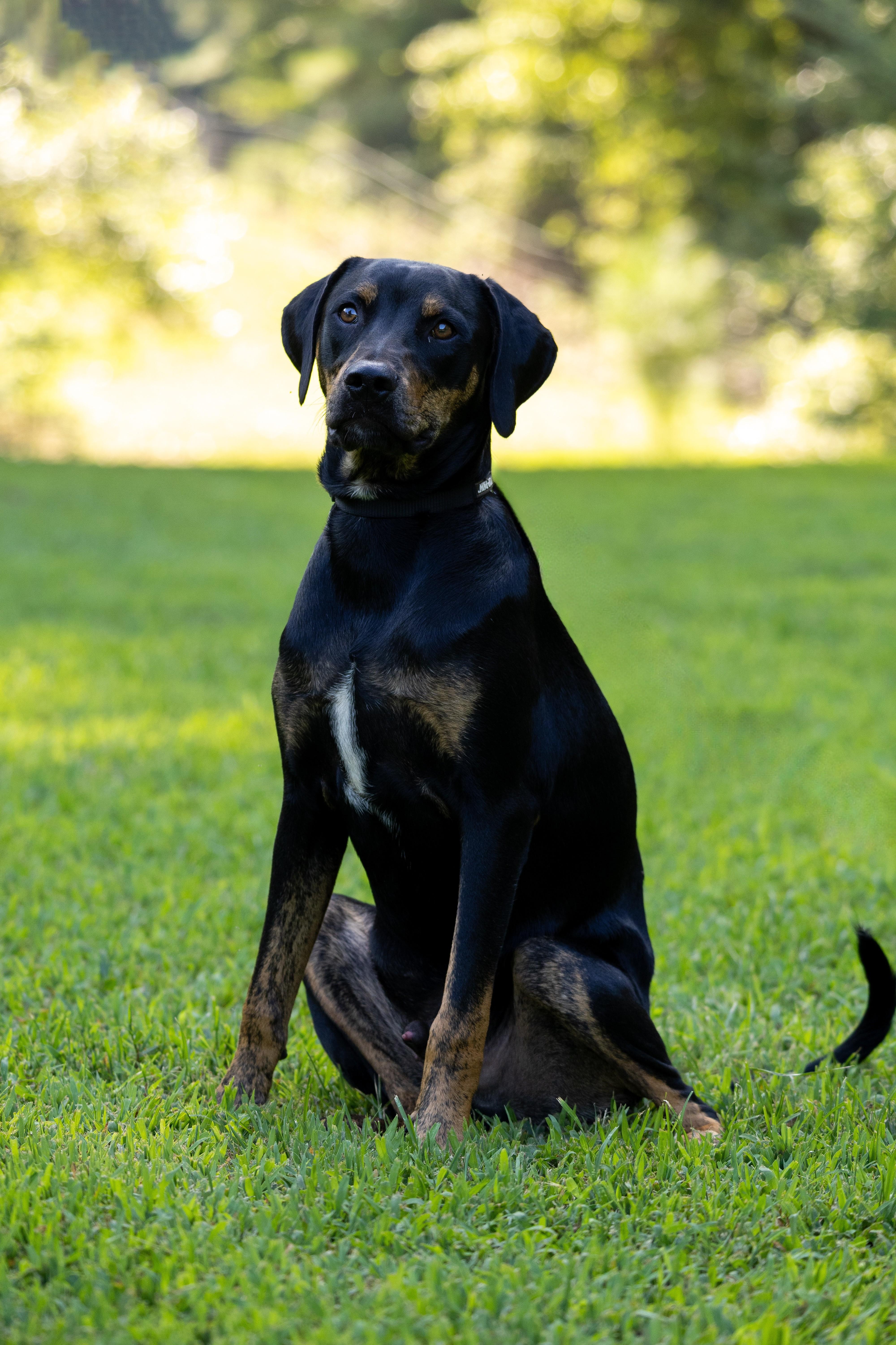 Sitka, Adoptable, Young Male Labrador Retriever & Hound.