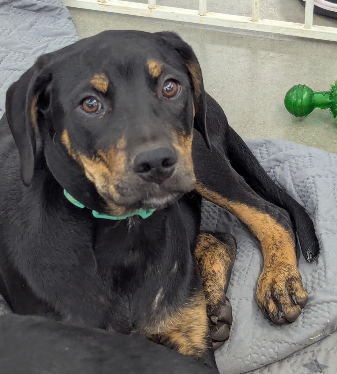 Enlarge Sitka, a Adoptable mixed breed in Milner, GA image 3/4