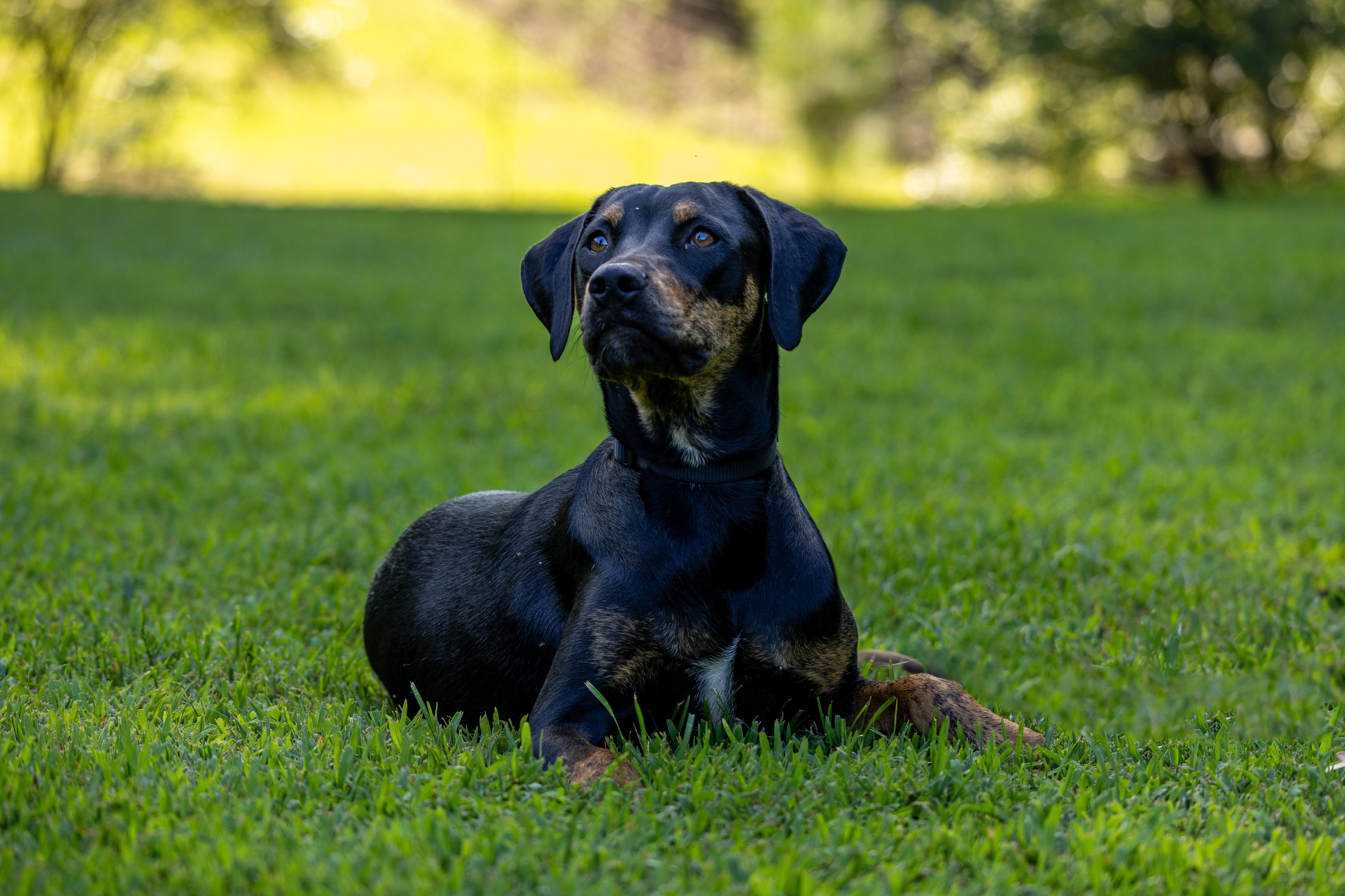 Enlarge Sitka, a Adoptable mixed breed in Milner, GA image 2/4