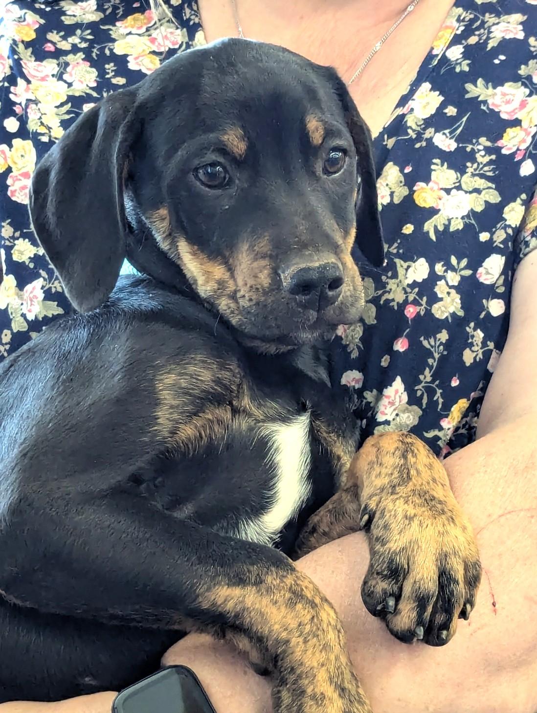 Enlarge Sitka, a Adoptable mixed breed in Milner, GA image 4/4