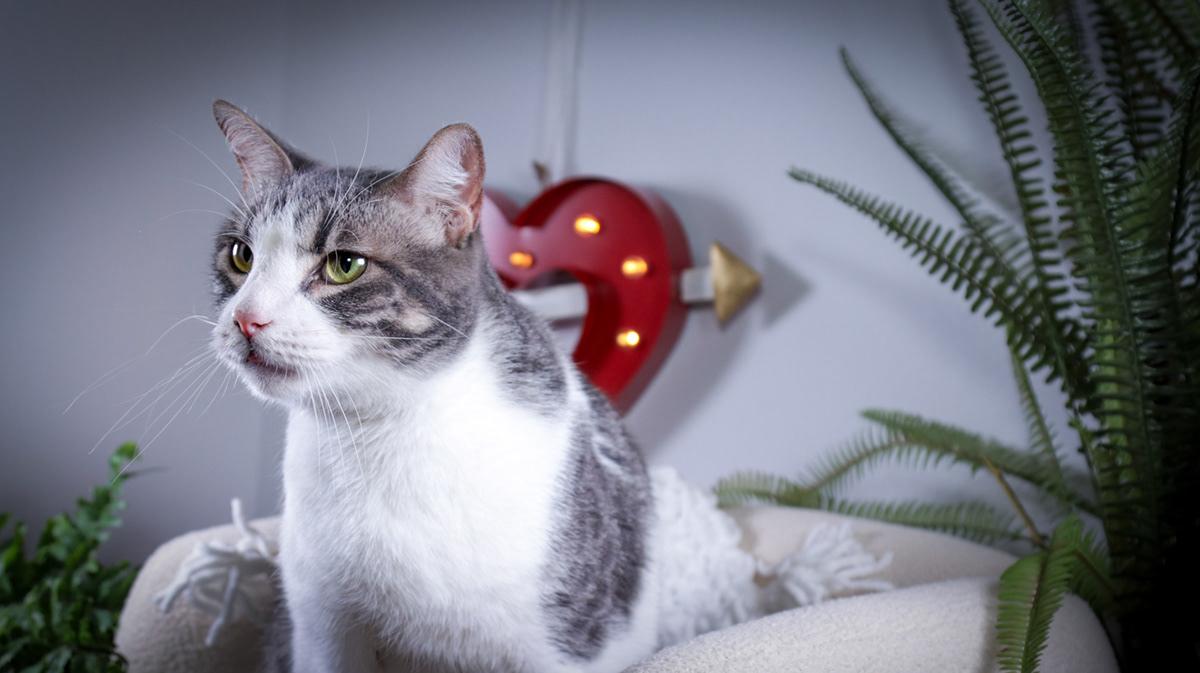 Enlarge Amy( Evee) & Kyle (Ash), a Adoptable mixed breed in Parker, TX image 5/6