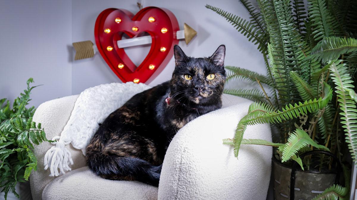 Amy( Evee) & Kyle (Ash), Adoptable, Young Female Tortoiseshell & Domestic Short Hair.