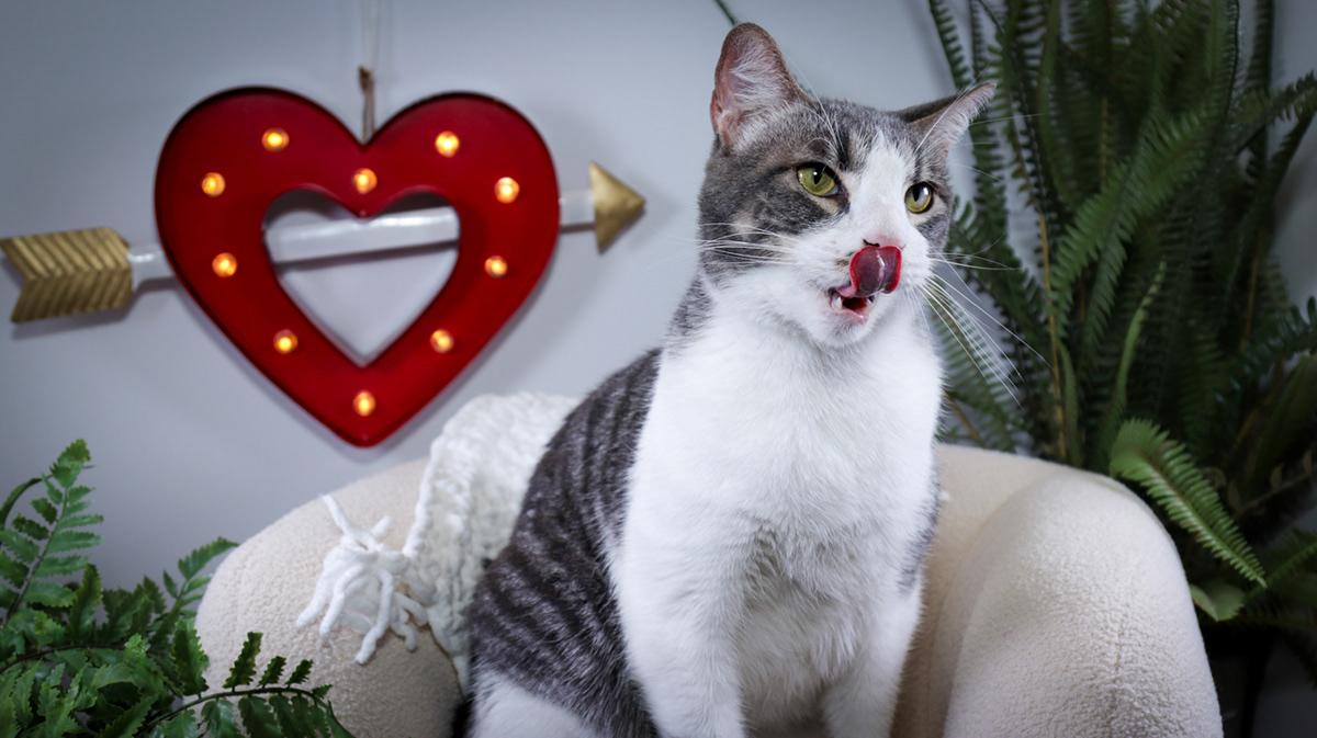 Enlarge Amy( Evee) & Kyle (Ash), a Adoptable mixed breed in Parker, TX image 4/6