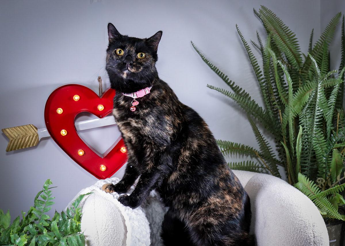 Enlarge Amy( Evee) & Kyle (Ash), a Adoptable mixed breed in Parker, TX image 6/6