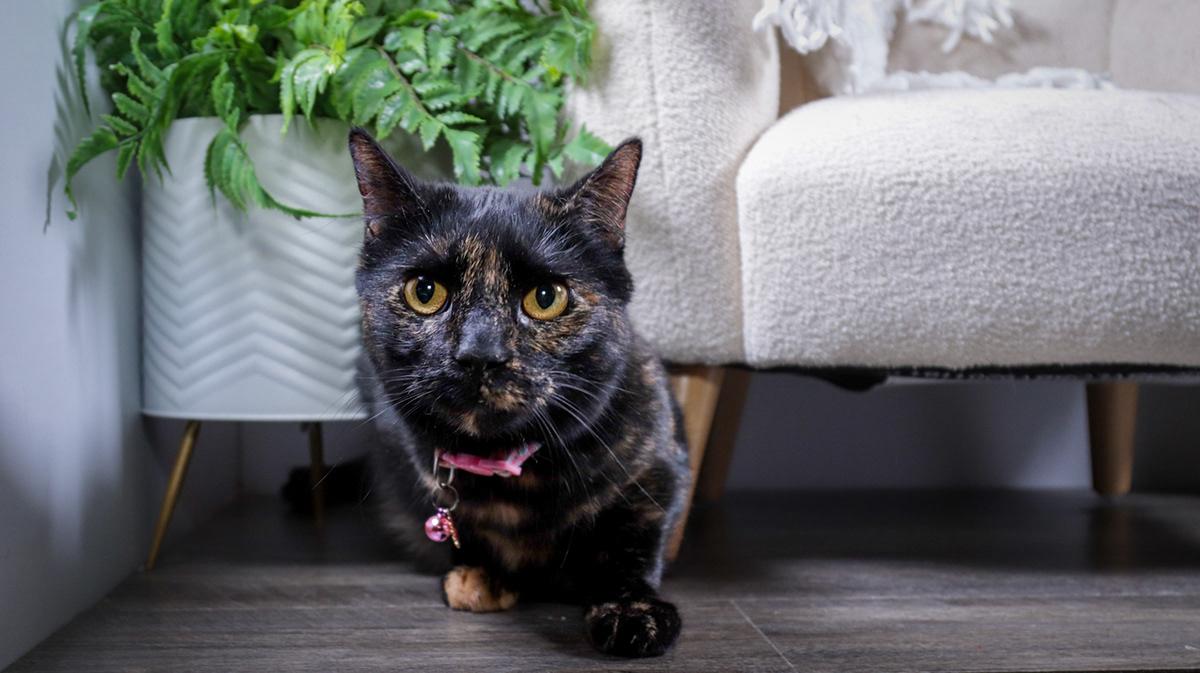 Enlarge Amy( Evee) & Kyle (Ash), a Adoptable mixed breed in Parker, TX image 2/6