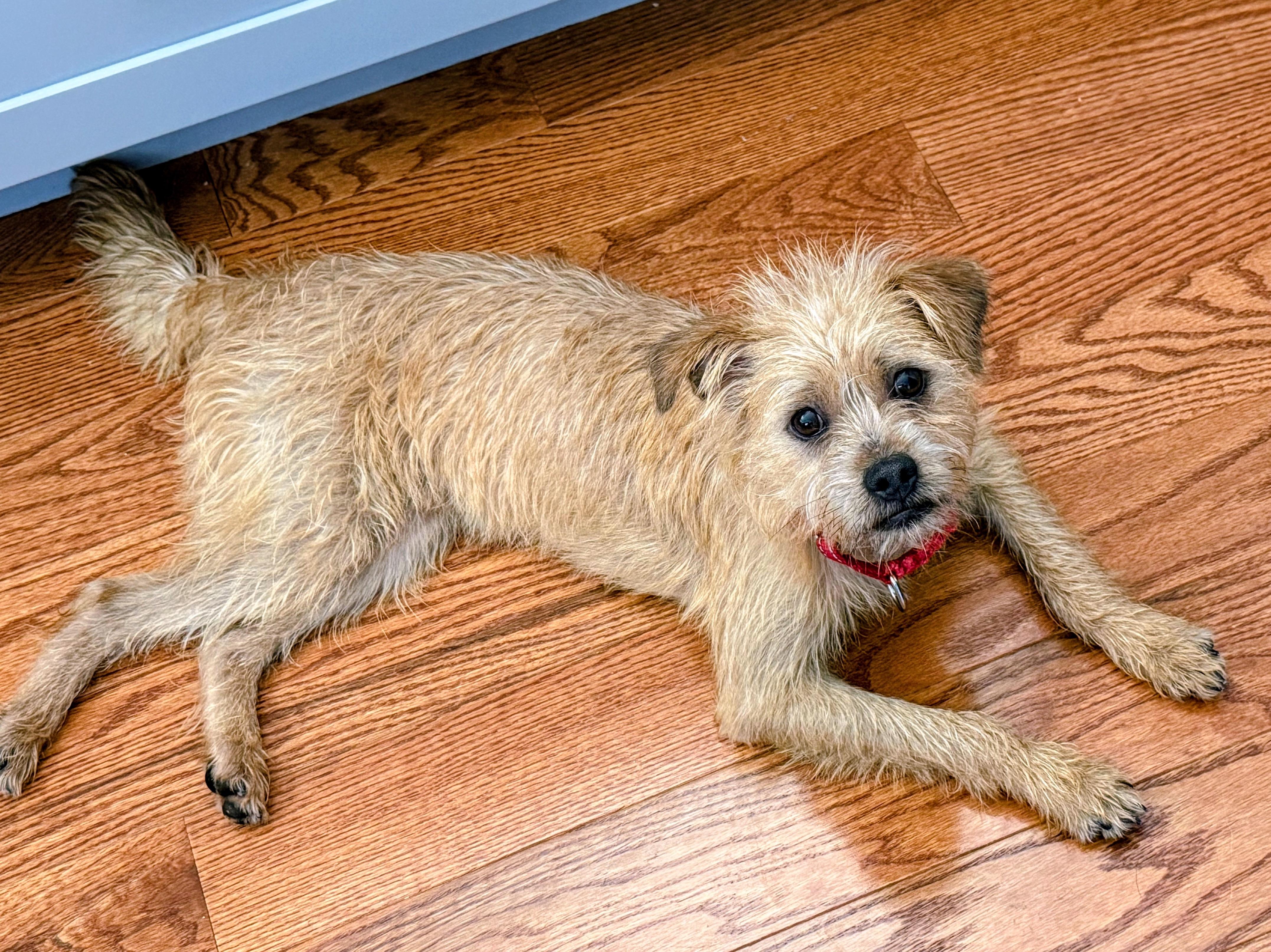Haal, an adopted mixed breed in Columbia, MD image 3/5