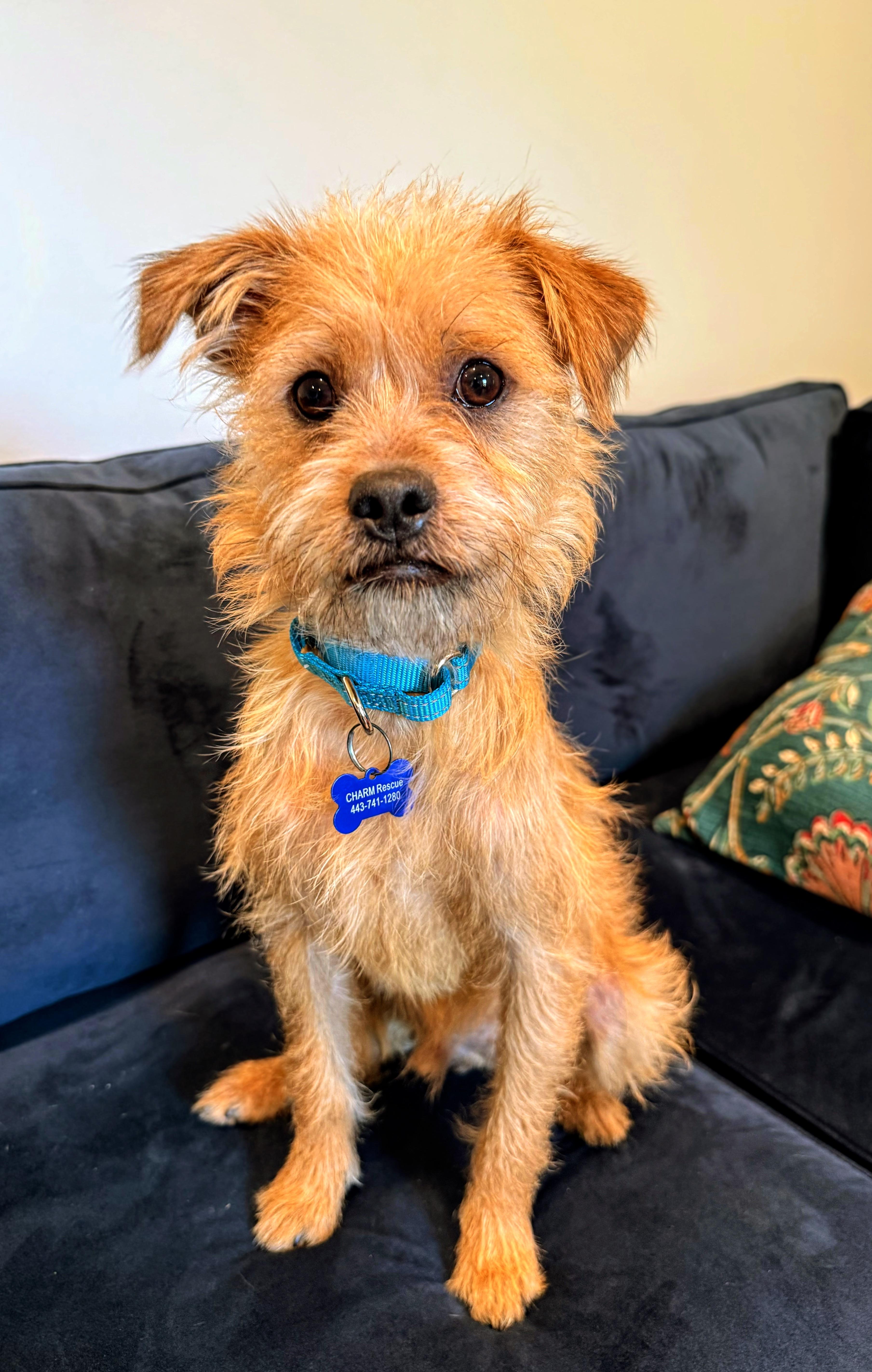 Haal, adopted, Young Male Terrier & Border Terrier.