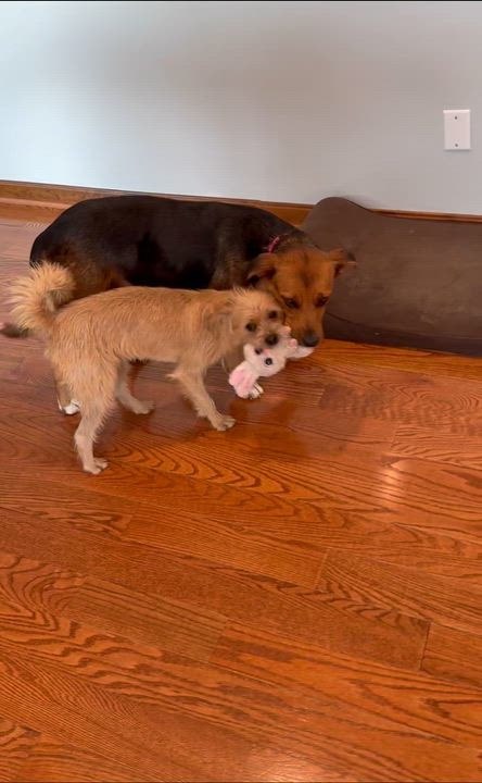 Enlarge Haal, an adopted mixed breed in Columbia, MD video 5/5
