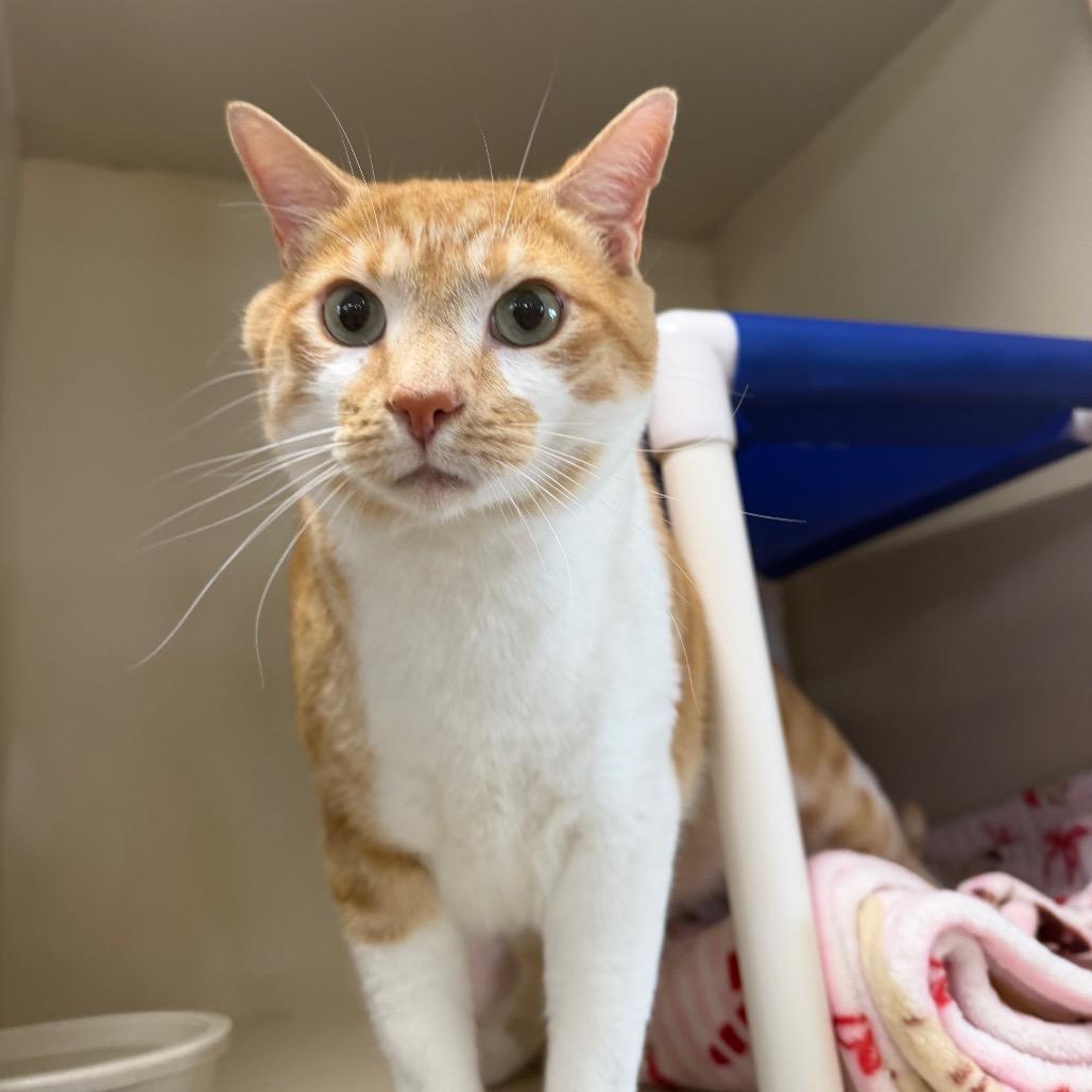 Alastor, a Adoptable Domestic Short Hair in Spanish Fork, UT image 1/3