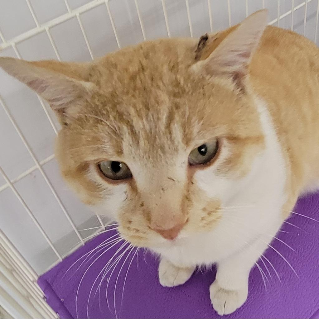 Alastor, a Adoptable Domestic Short Hair in Spanish Fork, UT image 2/3