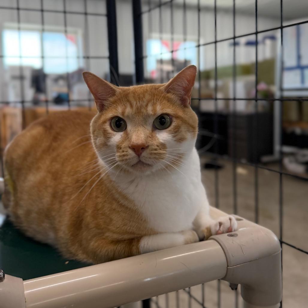 Alastor, a Adoptable Domestic Short Hair in Spanish Fork, UT image 3/3