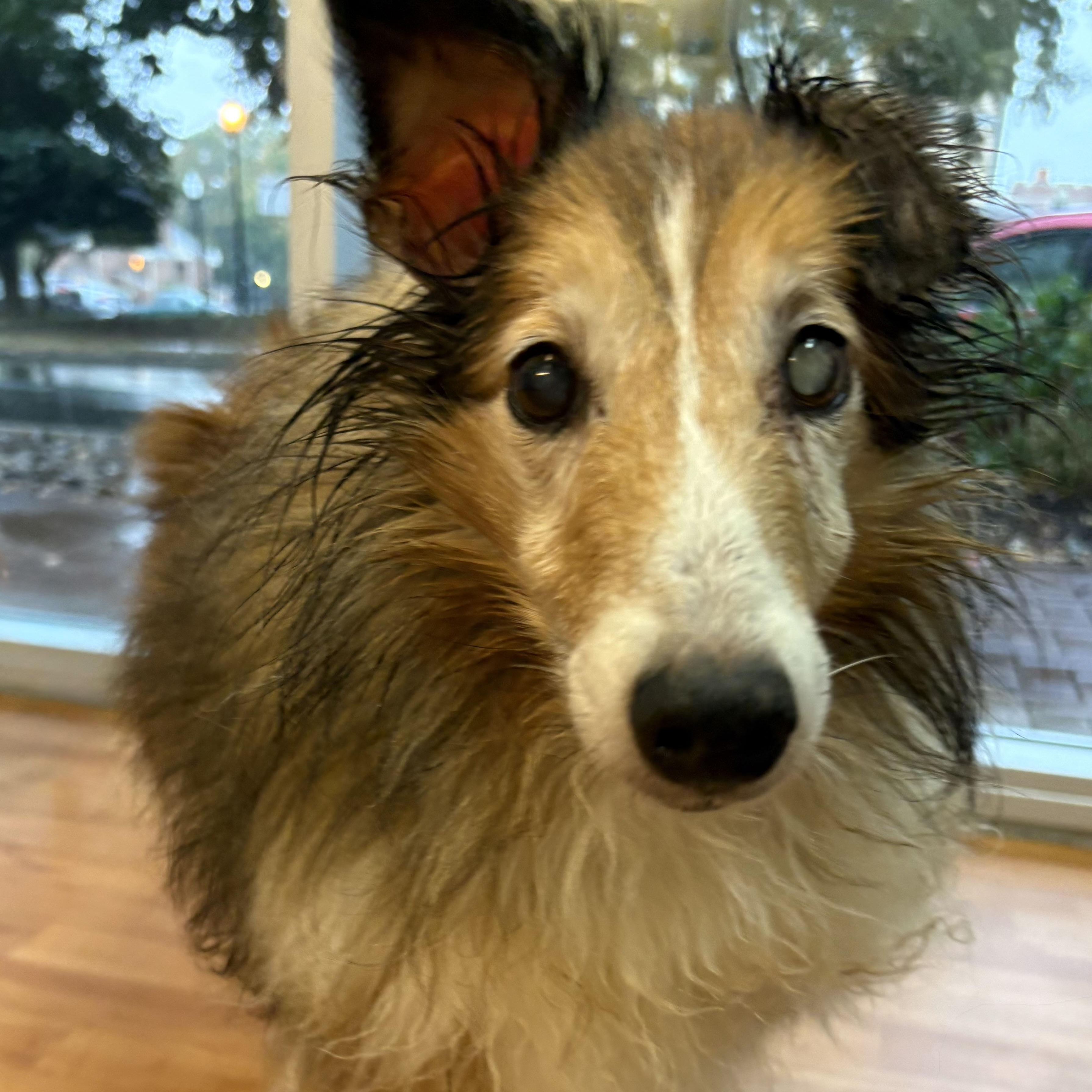 Enlarge Shelton, a Adoptable Shetland Sheepdog / Sheltie in Rock Hill, SC image 1/1