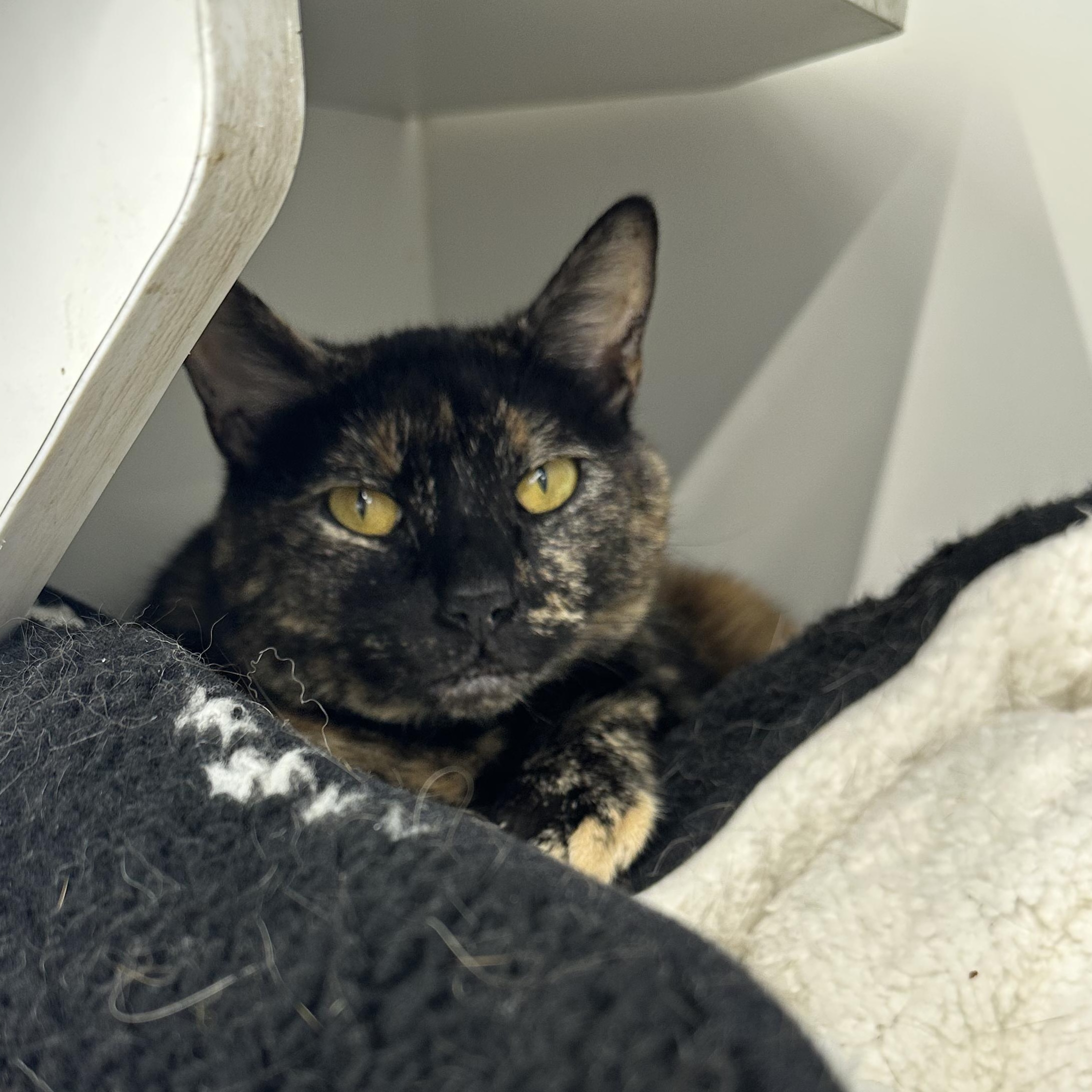 Enlarge Mimosa, a Adoptable Domestic Short Hair in Scranton, PA image 2/5