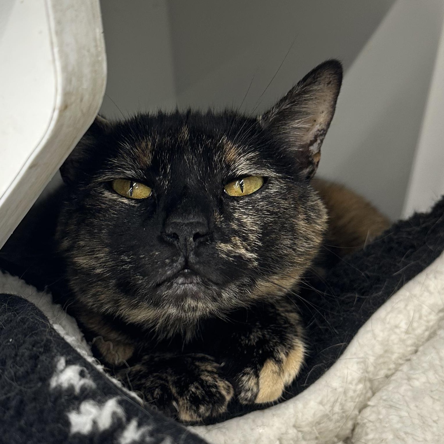 Enlarge Mimosa, a Adoptable Domestic Short Hair in Scranton, PA image 3/5