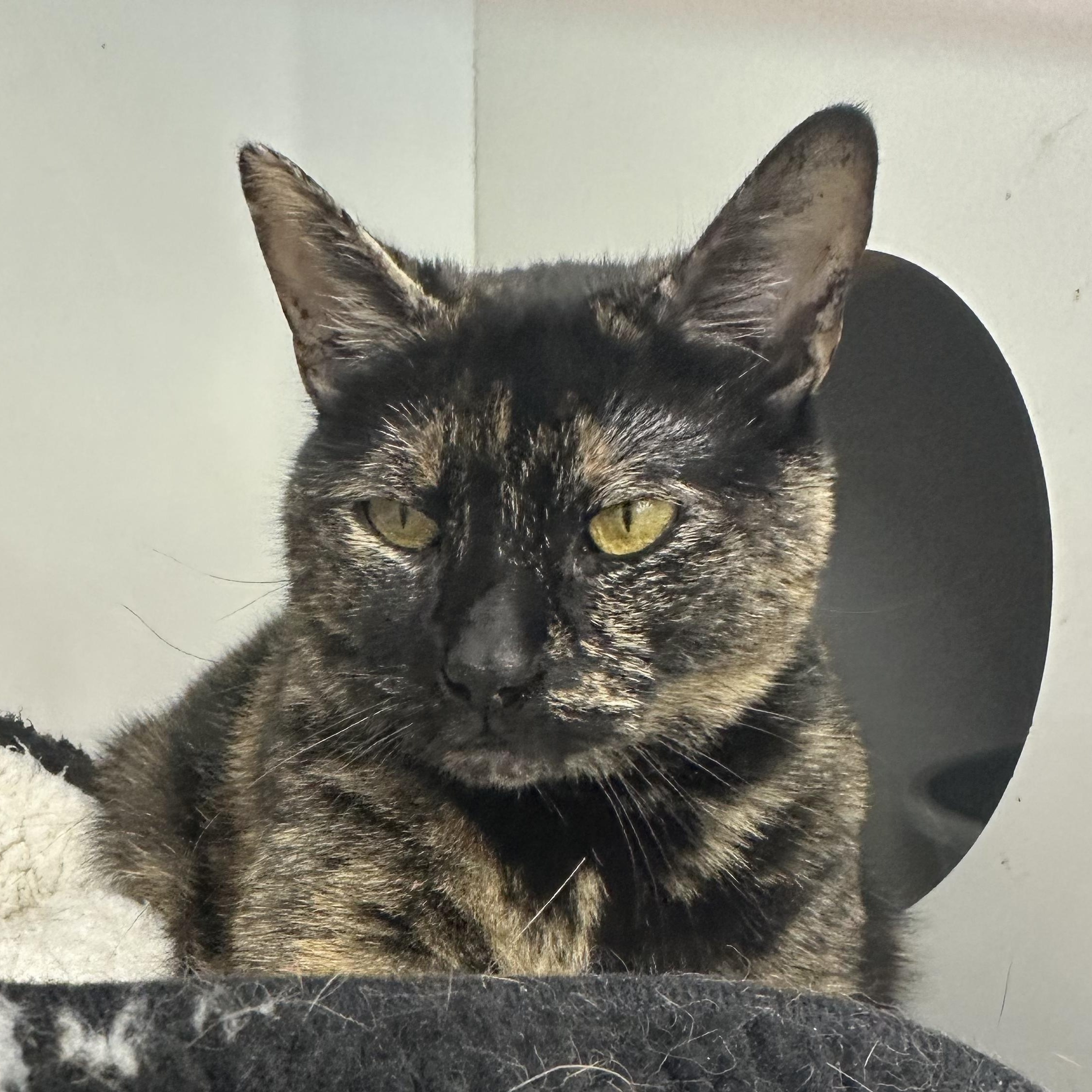 Mimosa, Adoptable, Young Female Domestic Short Hair.