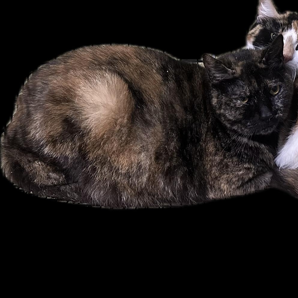 Mimosa, Adoptable, Young Female Domestic Short Hair.