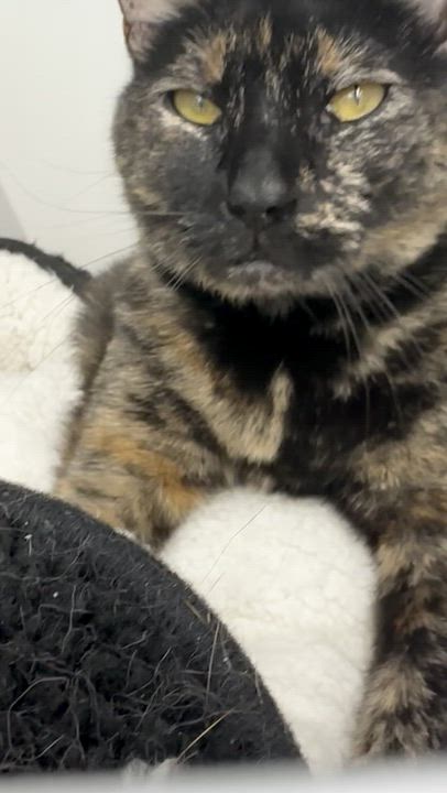 Enlarge Mimosa, a Adoptable Domestic Short Hair in Scranton, PA video 5/5