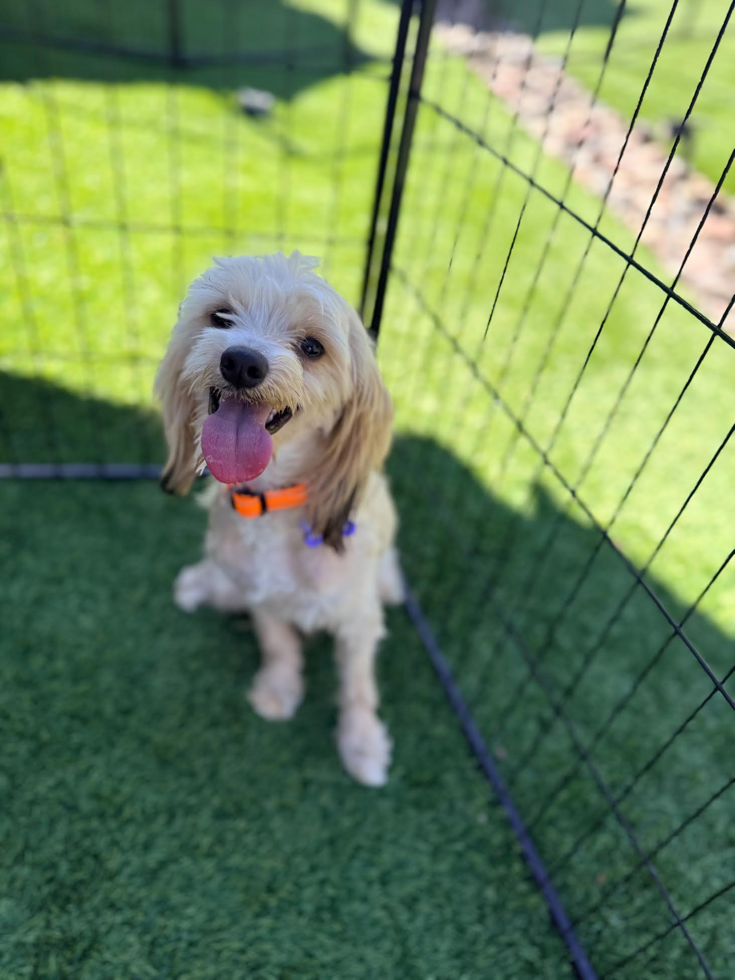 Bear, an adoptable Havanese in Las Vegas, NV, 89103 | Photo Image 4
