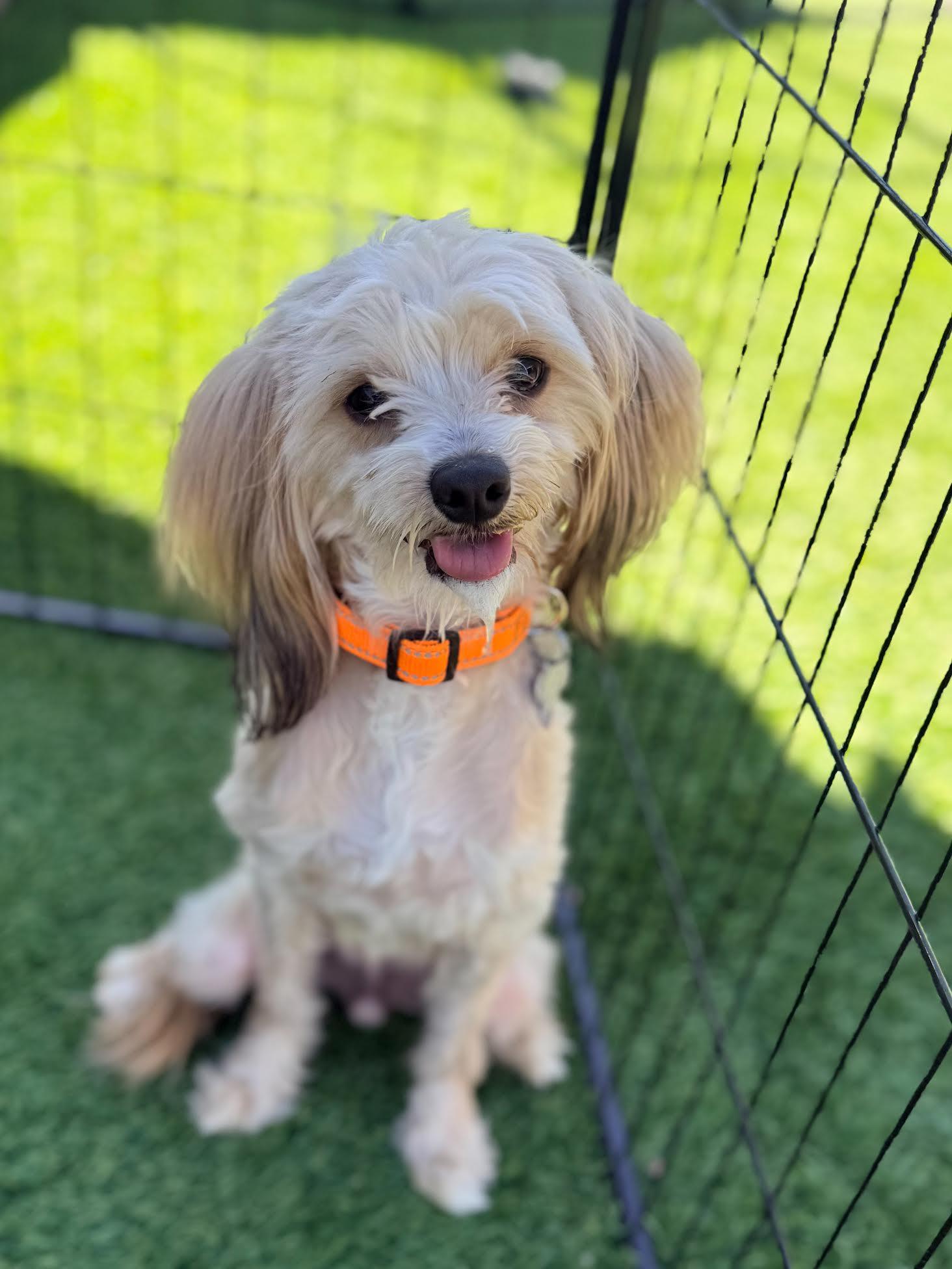 Bear, an adoptable Havanese in Las Vegas, NV, 89103 | Photo Image 2