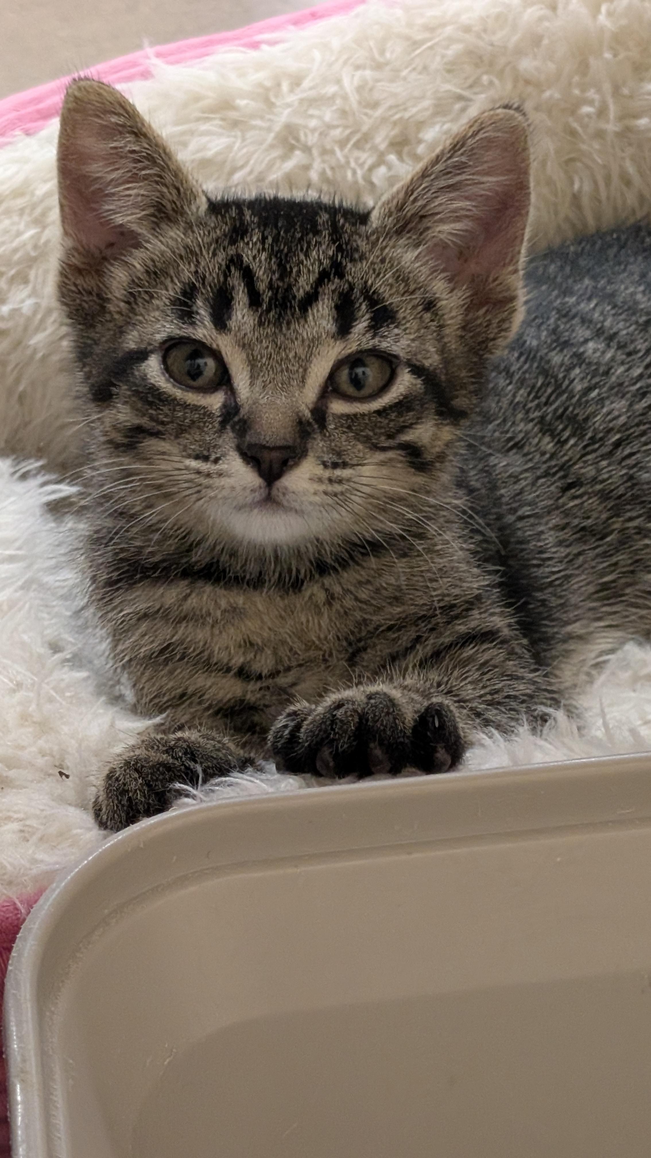 Enlarge Cedric, a Adoptable Tabby in Missoula, MT image 1/1