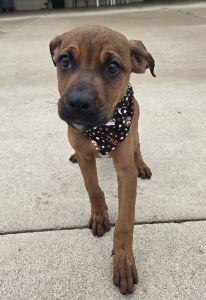 Enlarge Paisley, a Adopted Redbone Coonhound in Bucyrus, OH image 3/5