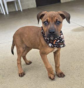 Paisley, Adopted, Young Female Redbone Coonhound.