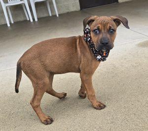 Enlarge Paisley, a Adopted Redbone Coonhound in Bucyrus, OH image 4/5
