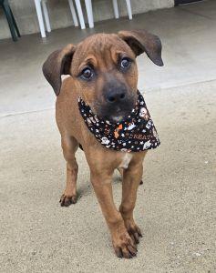 Enlarge Paisley, a Adopted Redbone Coonhound in Bucyrus, OH image 5/5