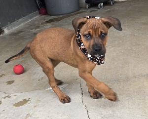 Enlarge Paisley, a Adopted Redbone Coonhound in Bucyrus, OH image 2/5